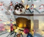 Small Photo #5 Pomsky Puppy For Sale in CINCINNATI, OH, USA