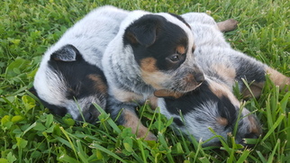 Australian Cattle Dog Puppy for sale in BARNETT, MO, USA