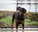 Small Doberman Pinscher Mix