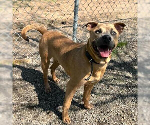 Medium Photo #1 American Pit Bull Terrier-Unknown Mix Puppy For Sale in Conroe, TX, USA