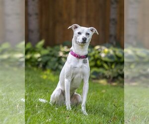 Unknown-Whippet Mix Dogs for adoption in Farmington, MN, USA