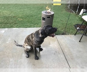 Mastiff Puppy for sale in GRAND PRAIRIE, TX, USA