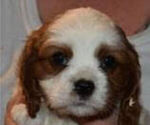 Puppy Pup 4 NB4 Cavalier King Charles Spaniel