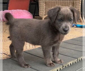 Dachshund-Unknown Mix Dogs for adoption in Cuba, NY, USA