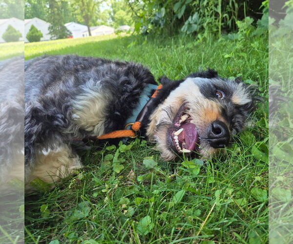 Medium Photo #4 Rottle Puppy For Sale in Techny, IL, USA