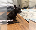 Small #3 French Bulldog