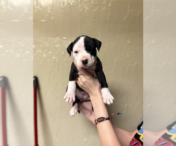 Medium Photo #5 American Staffordshire Terrier-Boxer Mix Puppy For Sale in BELLAIRE, OH, USA