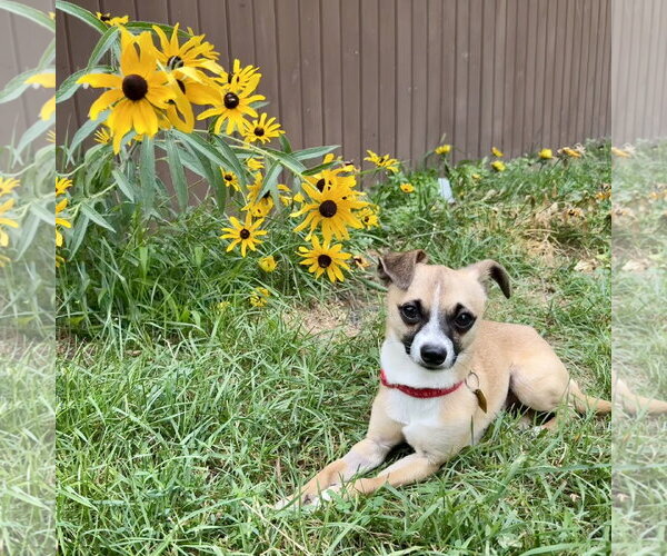 Medium Photo #4 Chihuahua-Unknown Mix Puppy For Sale in Fargo, ND, USA
