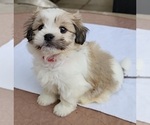 Image preview for Ad Listing. Nickname: Litter of 3