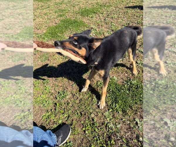 Medium Photo #2 Gerberian Shepsky Puppy For Sale in Pierceton , IN, USA