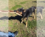 Small Photo #2 Gerberian Shepsky Puppy For Sale in Pierceton , IN, USA