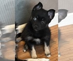 Puppy Godiva Pomsky