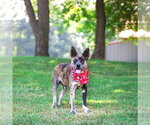 Small #4 Catahoula Leopard Dog Mix
