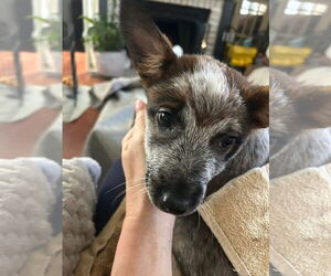 Mutt Dogs for adoption in Woodbury, NY, USA