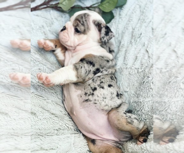 Medium Photo #4 English Bulldog Puppy For Sale in MURRIETA, CA, USA