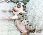 Small Photo #4 English Bulldog Puppy For Sale in MURRIETA, CA, USA