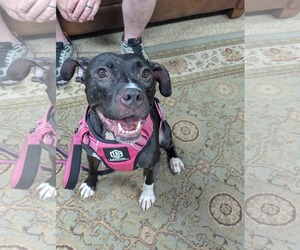 American Pit Bull Terrier-Unknown Mix Dogs for adoption in Lockport, NY, USA