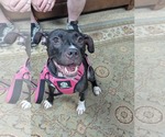 Small American Pit Bull Terrier Mix