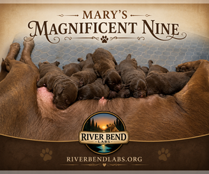 Labrador Retriever Litter for sale in WHITNEY, TX, USA
