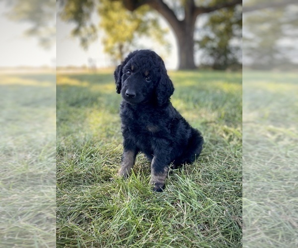 Medium Photo #7 Aussiedoodle Puppy For Sale in CONWAY, MO, USA