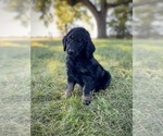 Small Photo #7 Aussiedoodle Puppy For Sale in CONWAY, MO, USA