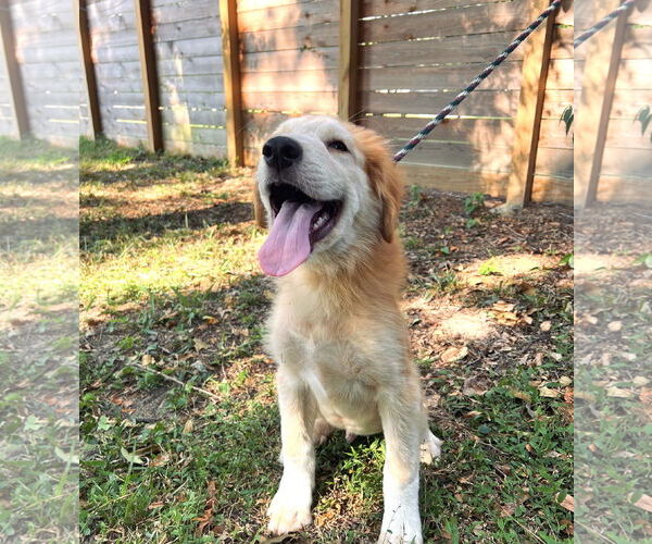 Medium Photo #6 Great Pyrenees Puppy For Sale in Spring, TX, USA