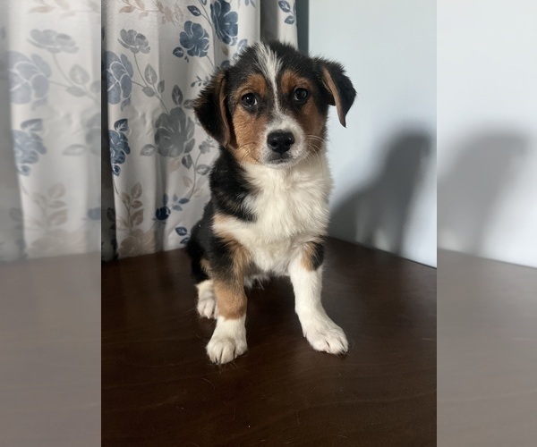 Medium Photo #13 Aussie-Corgi Puppy For Sale in DURHAM, CT, USA