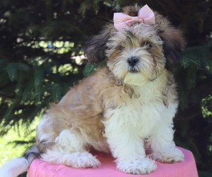 Zuchon Puppy for sale in THORP, WI, USA