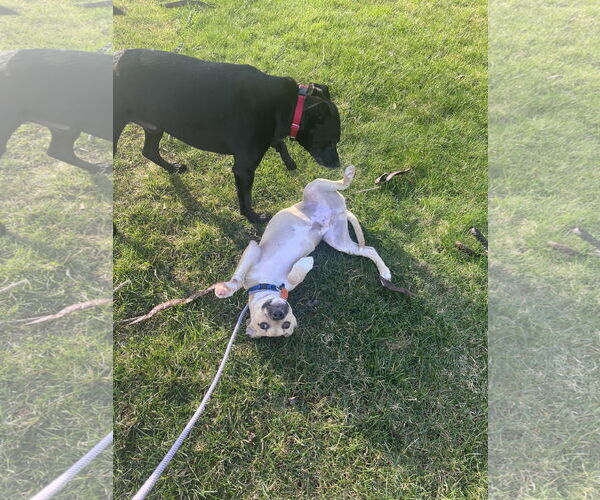 Medium Photo #9 Black Mouth Cur-Labrador Retriever Mix Puppy For Sale in Rockaway, NJ, USA