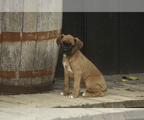 Medium Photo #4 Boxer Puppy For Sale in SHIPSHEWANA, IN, USA