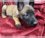 Small Photo #125 Belgian Malinois Puppy For Sale in REESEVILLE, WI, USA