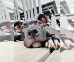 Small #7 American Pit Bull Terrier Mix