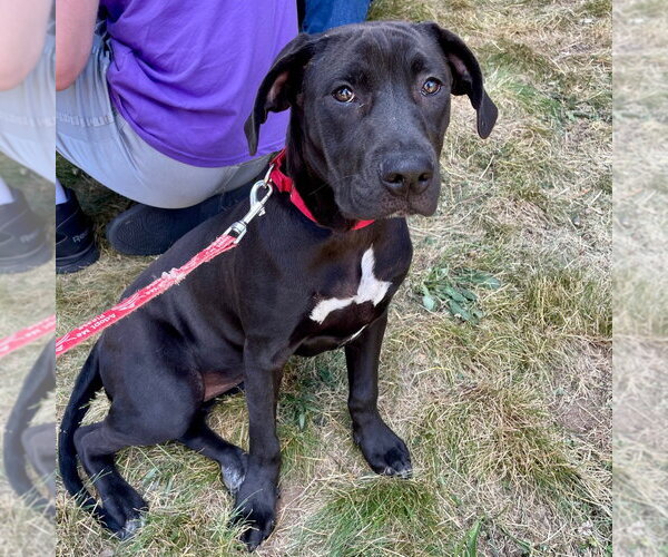 Medium Photo #12 Labrador Retriever-Unknown Mix Puppy For Sale in Canton, CT, USA