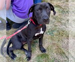 Small #11 Labrador Retriever Mix