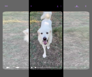 Charlie (aka Charles II) - Male Great Pyrenees Dog for Adoption - Photo #8
