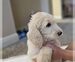 Small #12 Goldendoodle