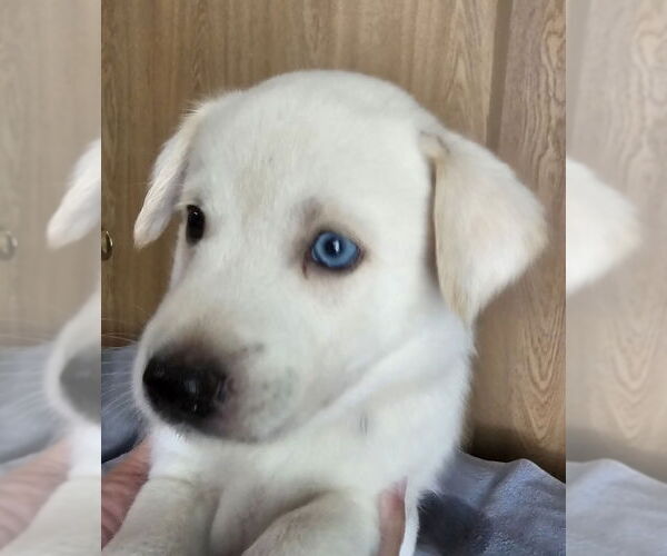 Medium Photo #3 Huskies -Unknown Mix Puppy For Sale in Olalla, WA, USA