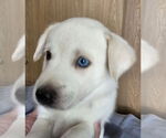 Small #2 Huskies  Mix