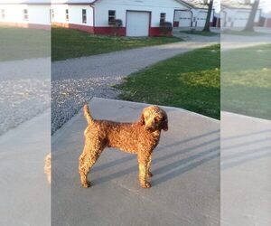 Poodle (Standard) Dog for Adoption in CROFTON, Kentucky USA