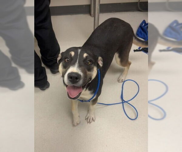 Medium Photo #2 Catahoula Leopard Dog-Unknown Mix Puppy For Sale in Canton, CT, USA