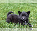 Small Photo #7 Pomsky Puppy For Sale in GOSHEN, IN, USA