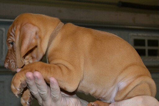 Medium Photo #3 Vizsla-Weimaraner Mix Puppy For Sale in MILLBROOK, AL, USA