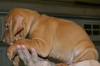 Small #2 Vizsla-Weimaraner Mix