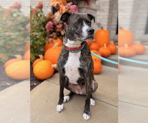 DJ fka Taylin - Female Mutt Dog for Adoption - Photo #2