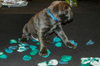 Small Photo #13 Cane Corso Puppy For Sale in OAK LAWN, IL, USA