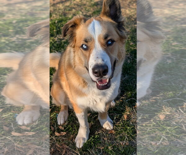 Medium Photo #5 American Staffordshire Terrier-Siberian Husky Mix Puppy For Sale in Phoenix, AZ, USA