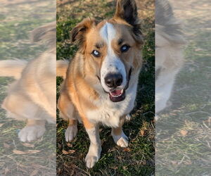 Jubilee - Male American Staffordshire Terrier-Siberian Husky Mix Dog for Adoption - Photo #5