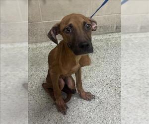 American Pit Bull Terrier-Unknown Mix Dogs for adoption in Conroe, TX, USA