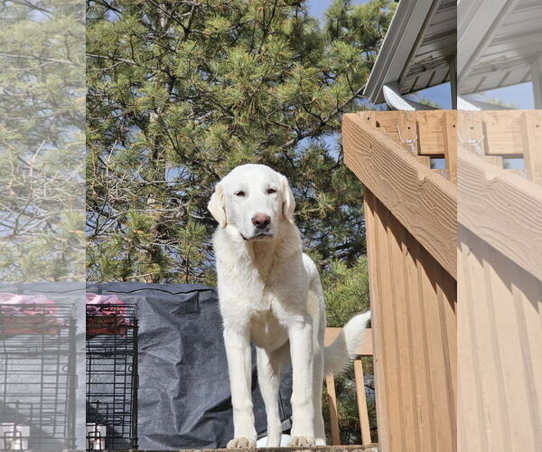 Medium Photo #2 Akbash-Unknown Mix Puppy For Sale in MIDWAY, UT, USA