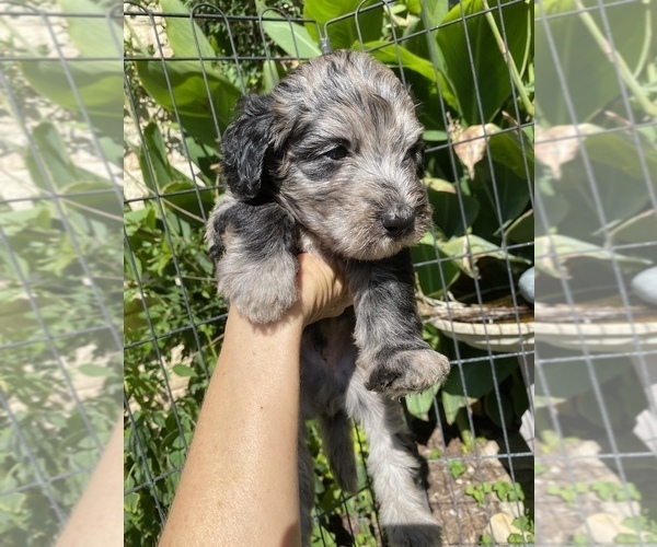 Medium Photo #2 Bernedoodle-Poodle (Standard) Mix Puppy For Sale in WEATHERFORD, TX, USA